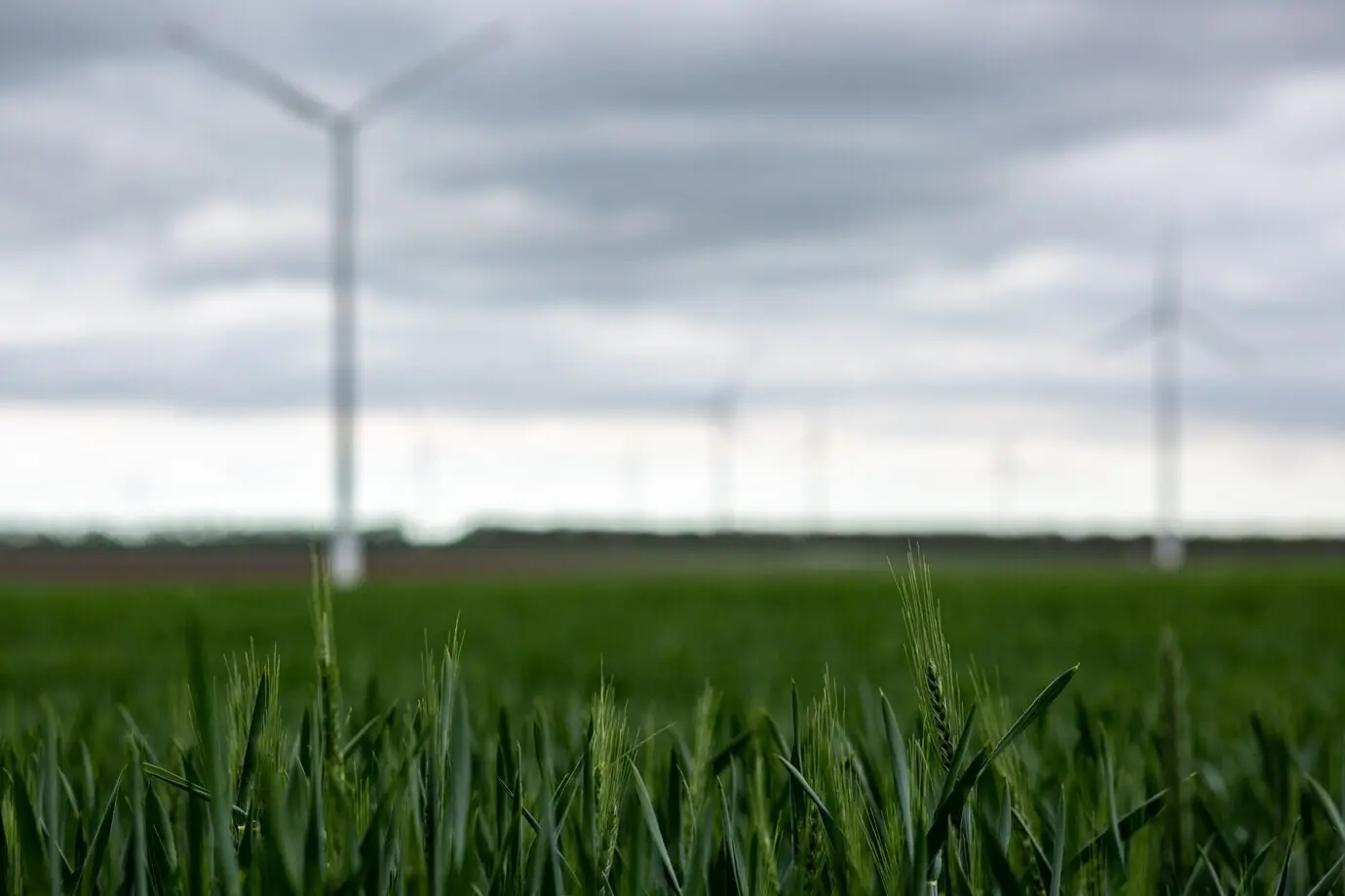 Gras mit weißen Windmühlen unter einem bewölkten Himmel vor einem verschwommenen Hintergrund.