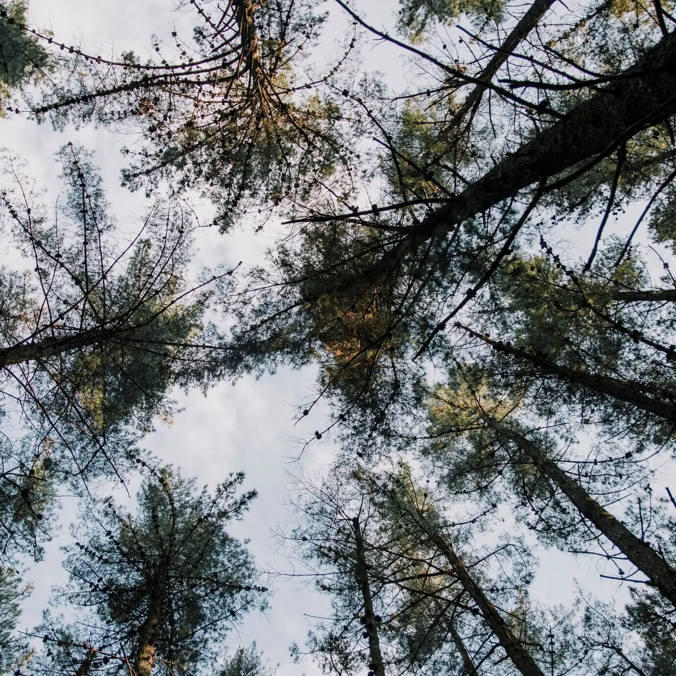 Blick von unten auf hohe Bäume im Wald